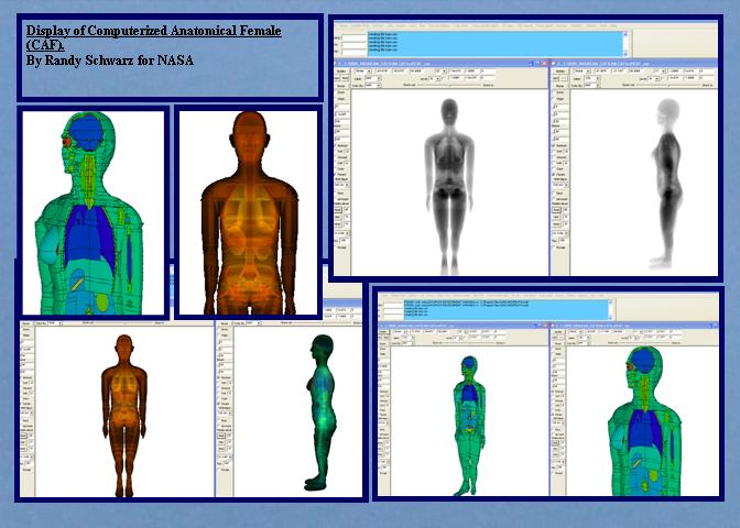 Computer Anatomical Female